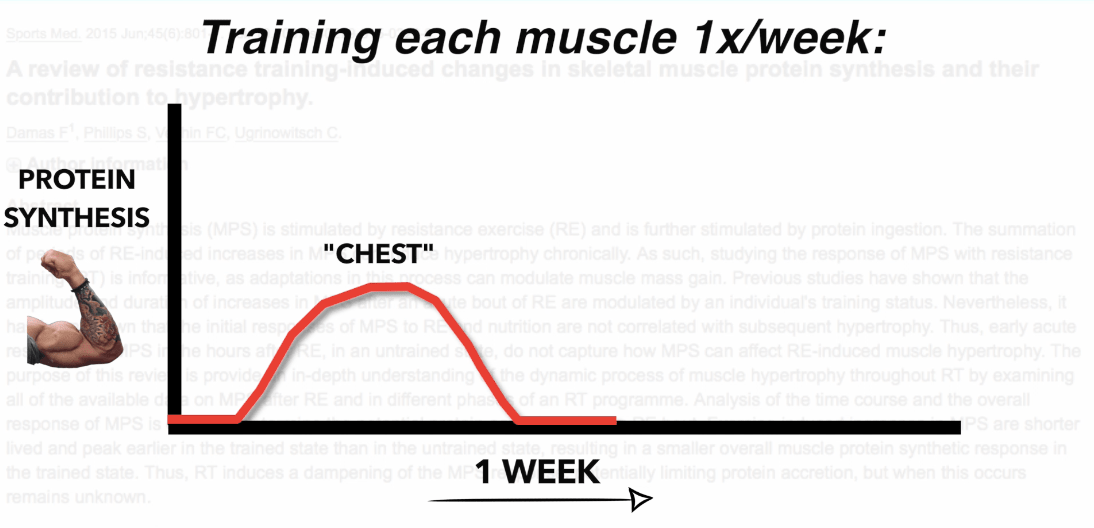 muscle growth process